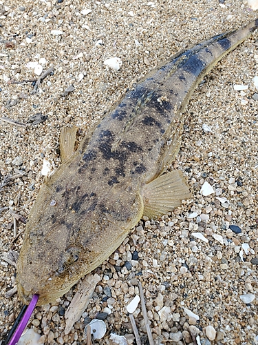 マゴチの釣果