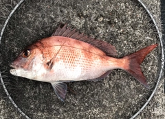 マダイの釣果