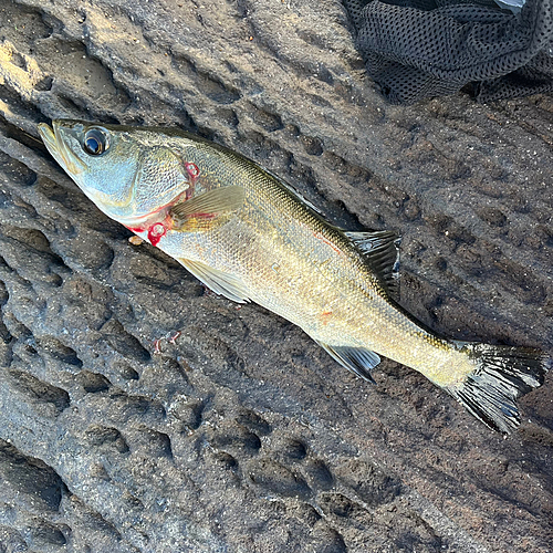 セイゴ（マルスズキ）の釣果