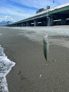 マアジの釣果