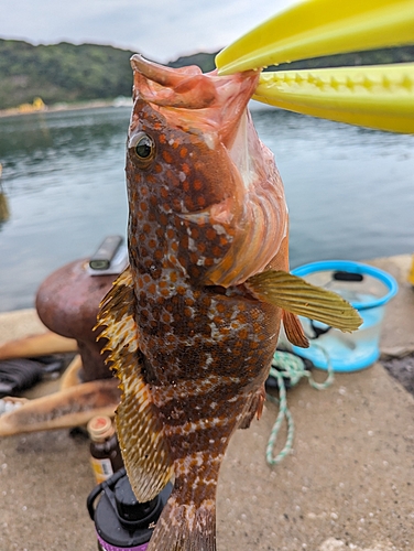 キジハタの釣果