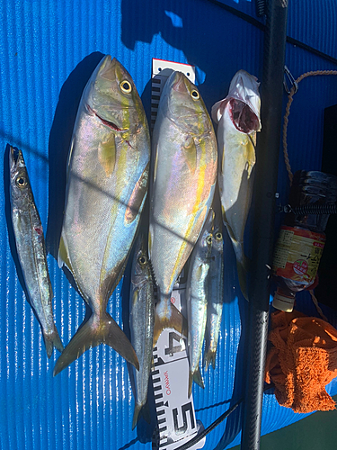 ショゴの釣果