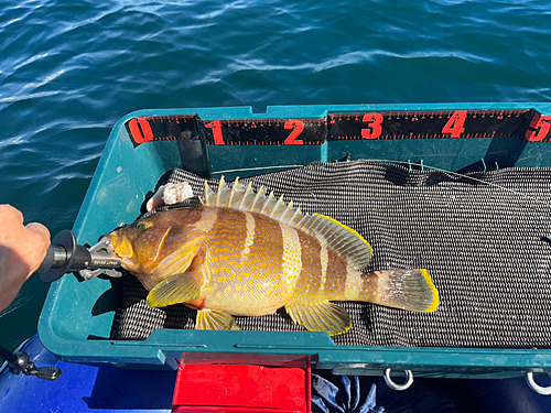 アオハタの釣果