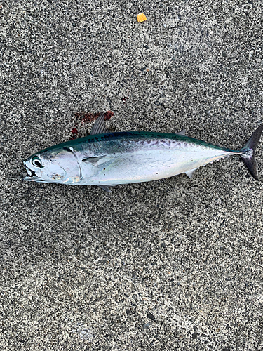 ソウダガツオの釣果