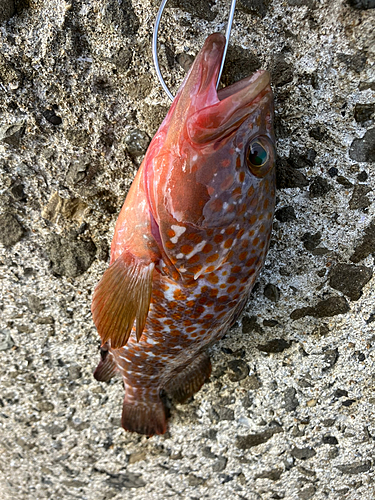 アコウの釣果