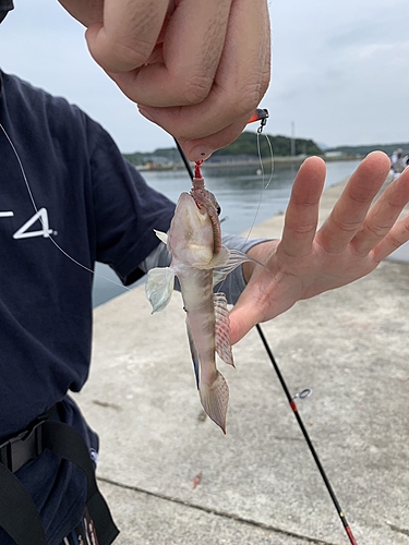 イトヒキハゼの釣果