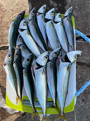 サバの釣果