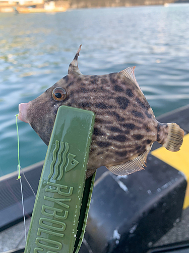 カワハギの釣果