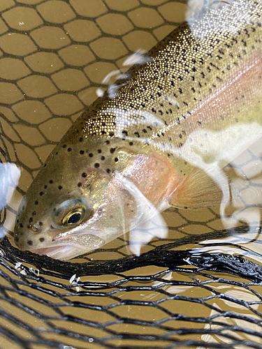 ニジマスの釣果