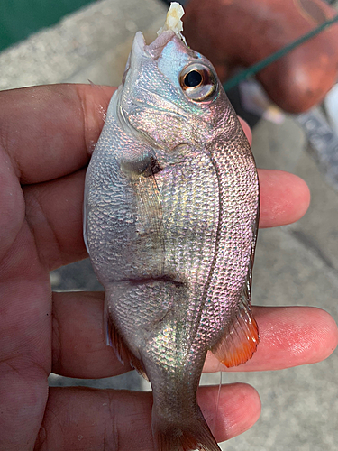 チャリコの釣果