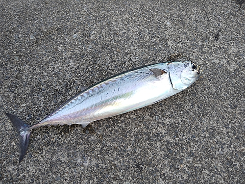 ソウダガツオの釣果