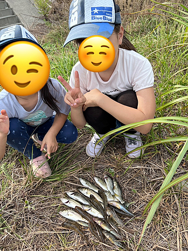 マハゼの釣果