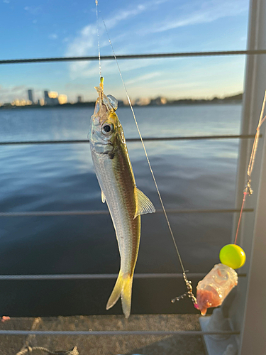 サッパの釣果