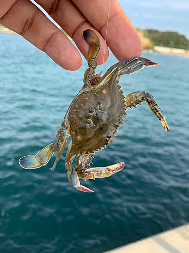 ワタリガニの釣果