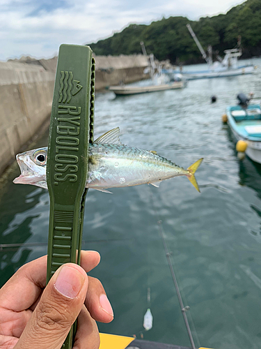 サバの釣果