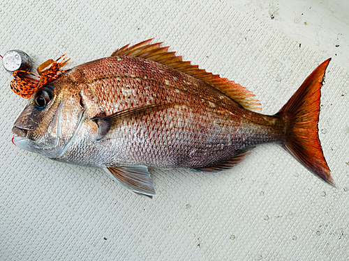 マダイの釣果