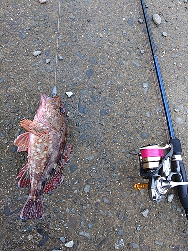 アラカブの釣果