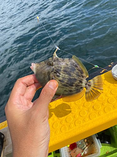 カワハギの釣果