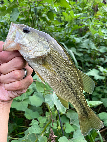 ブラックバスの釣果