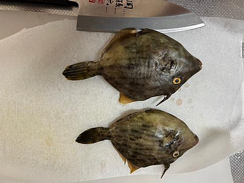 カワハギの釣果