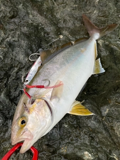 カンパチの釣果