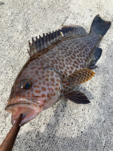 オオモンハタの釣果