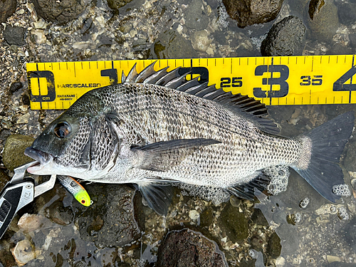 クロダイの釣果