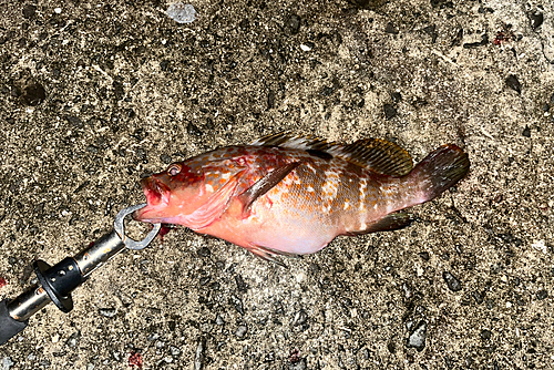 アコウの釣果