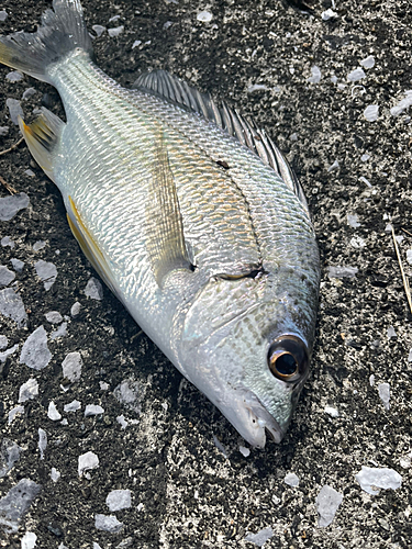 キビレの釣果