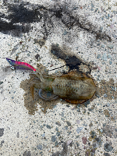 アオリイカの釣果