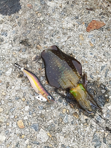 アオリイカの釣果