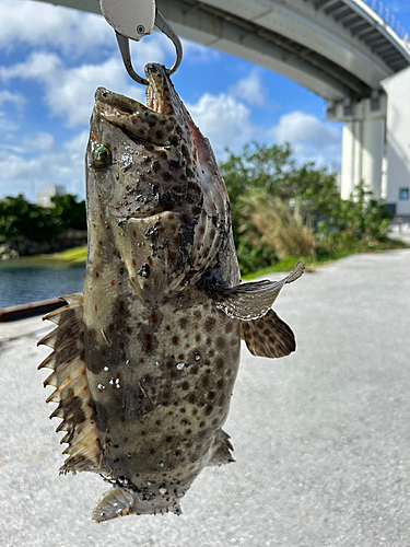 チャイロマルハタの釣果