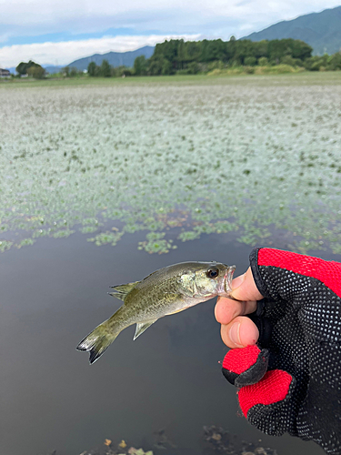 ブルーギルの釣果