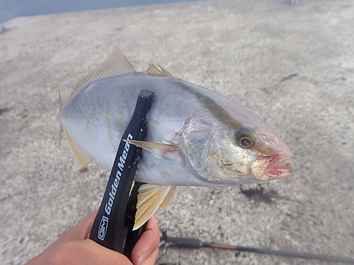 シオの釣果