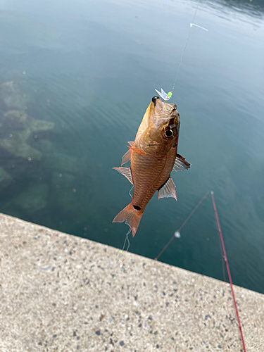 ネンブツダイの釣果