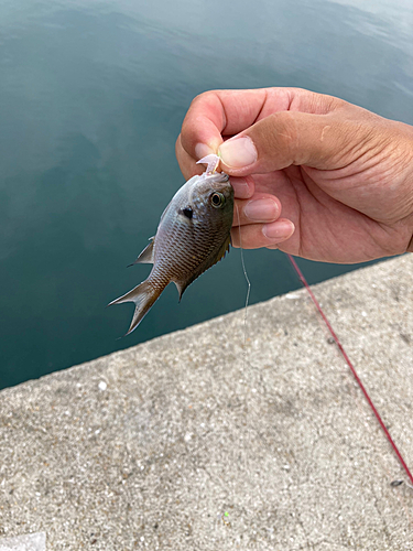 スズメダイの釣果