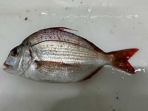 ハナダイの釣果