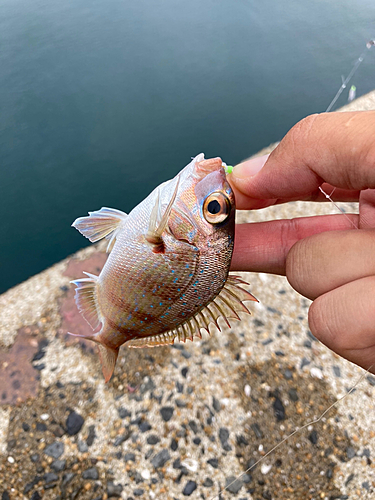 チャリコの釣果