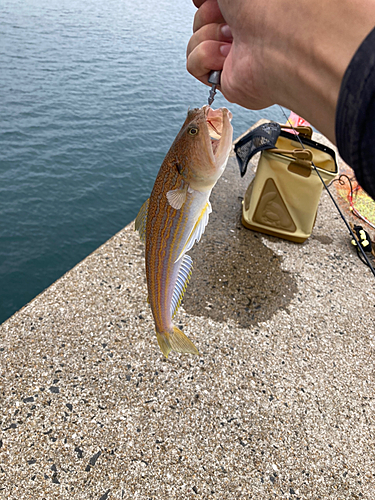 エソの釣果