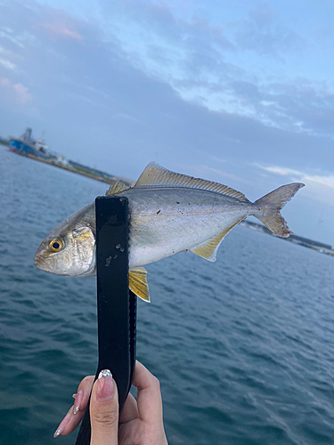 ショゴの釣果