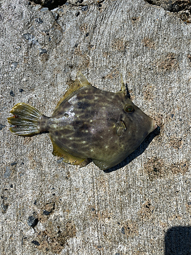 カワハギの釣果