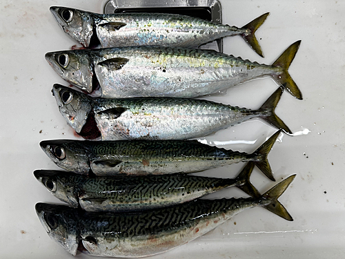 サバの釣果