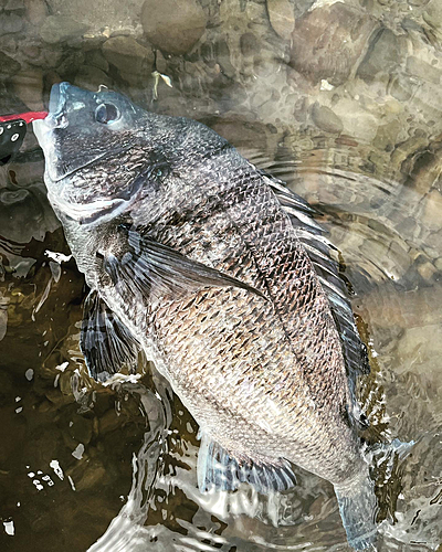 チヌの釣果