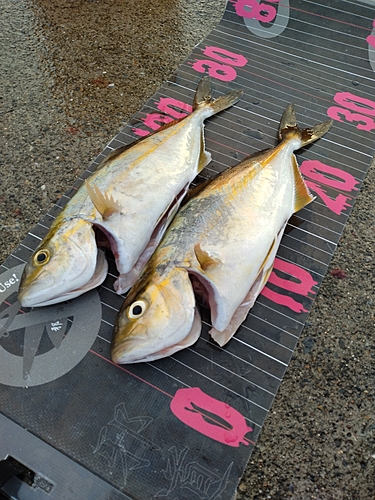 ショゴの釣果