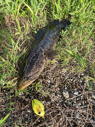 ライギョの釣果