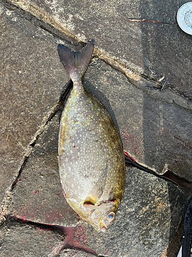 アイゴの釣果