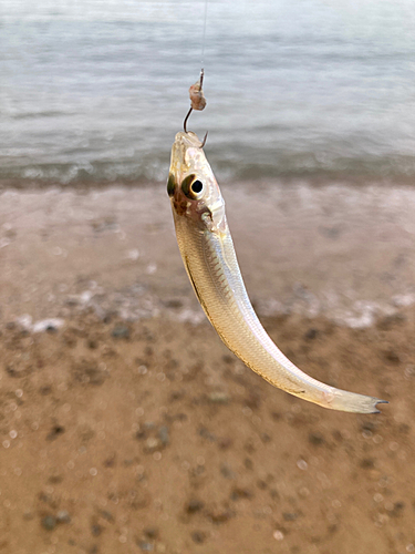 キスの釣果