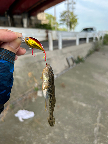 マハゼの釣果