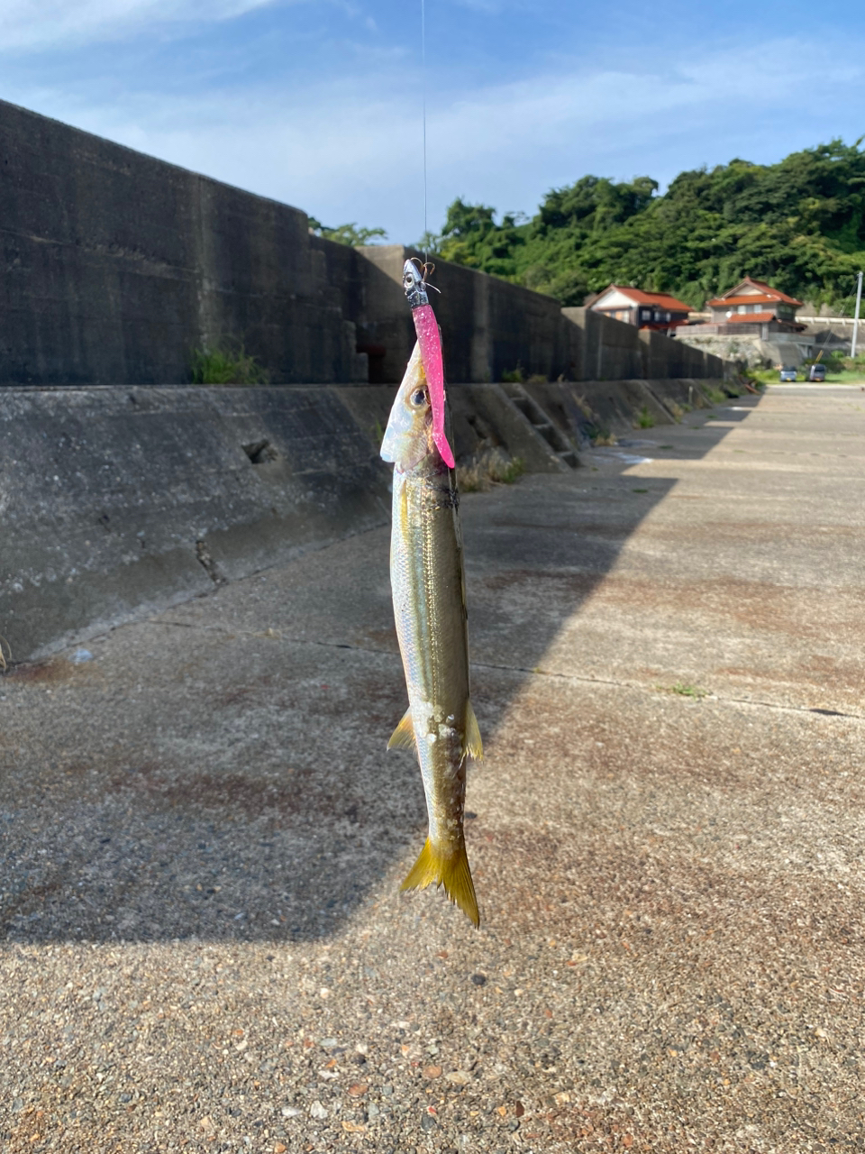 アカカマス