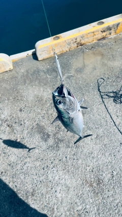 マルソウダの釣果